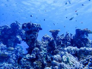 Fototapeta na wymiar Fish close to a coral reef in the red sea close to marsa alam