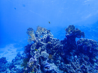 Majestic Underwater Ecosystem Featuring Vibrant Coral Reef and Marine Wildlife