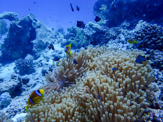 Fototapeta na wymiar Clown Fish close to its anemone
