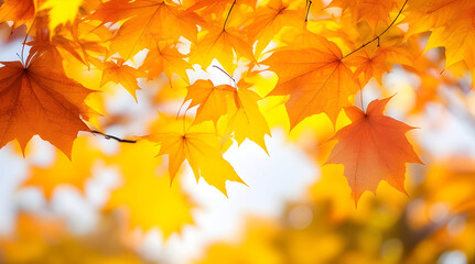 Beautiful orange and yellow autumn maple leaves close up