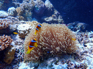 Clown FIsh in the Red Sea