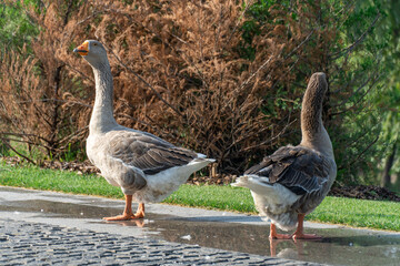 Two gray geese are walking along the road in park. Greylag goose is species of large in the waterfowl family anatidae. Domestic birds anser anser go pathway together. Life poultry.