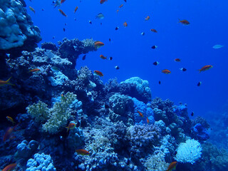 Obraz na płótnie Canvas Colourful coral reef in the red sea