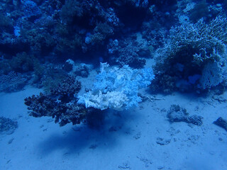 Fish close to a coral reef in the red sea close to marsa alam