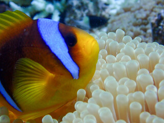 Clown Fish Close Up in the Red Sea