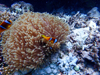 Fototapeta na wymiar Clown Fish Close Up in the Red Sea