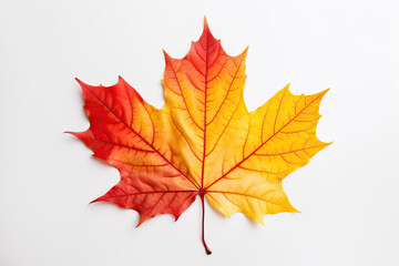 Fototapeta premium one colorful leaf on white background, ai generated