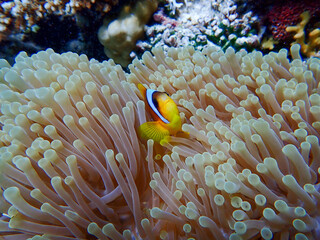 Naklejka na ściany i meble Clown Fish Close Up in the Red Sea