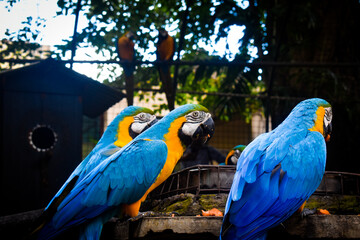 blue and yellow macaw, Animals