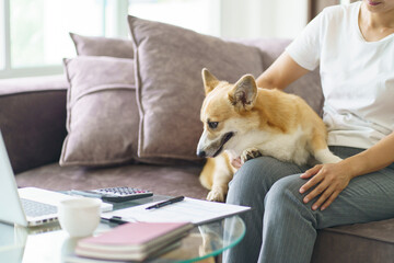 Woman playing with her dog at home lovely corgi on sofa in living room.