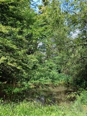Trees in Nowton Park, Arboretum, Bury St Edmunds, Suffolk, UK, photographed in August 2023, Samsung a34
