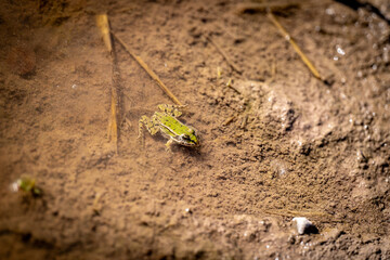 Frosch 
