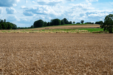 Fototapeta na wymiar Field of golden wheat at the Flemish countryside around Belgium