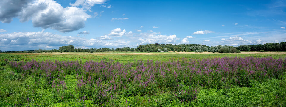 Extra large panoramic view over the  Borchbeemde, a nature reserve with heather and swamps, Webbekom, Belgium