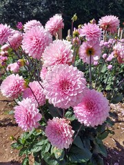 End of summer dahlias display, pink dahlia, 