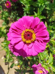 Obraz premium Pink zinnia flower