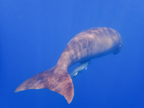 Swimming dugong in the red sea