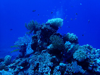 Fototapeta na wymiar Fish close to a coral reef in the red sea close to marsa alam