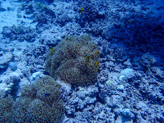 Clown Fish in the Red Sea