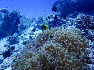 Clown Fish in the Red Sea
