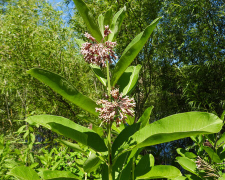 Asclepias syriaca (Common Milkweed) Native North American Prairie Wildflower