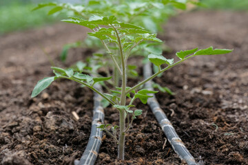 Young tomato plants with drip irrigation system