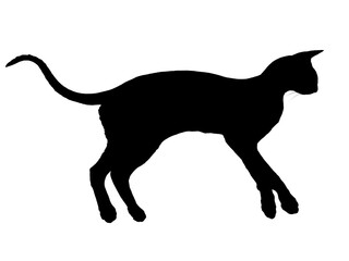 Black oriental cat silhouette with long black tail lying in PNG isolated on transparent background