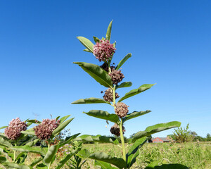 Asclepias syriaca (Common Milkweed) Native North American Prairie Wildflower