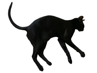 Black oriental cat with long black tail lying in PNG isolated on transparent background