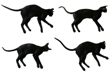 Black oriental cat set collection with long black tail lying in PNG isolated on transparent background