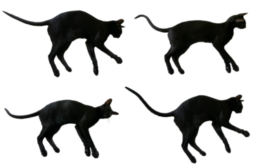 Black oriental cat set collection with long black tail lying in PNG isolated on transparent background