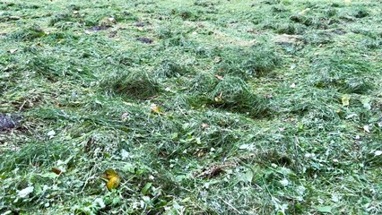 Freshly cut green grass lies on the lawn of the park. mown and dry green grass in the meadow, dry fresh hay on the green lawn after mowing in the meadow.