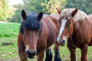 Fototapeta premium Belgian draft horse from Brabant