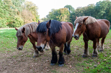 Fototapeta premium Belgian draft horse from Brabant