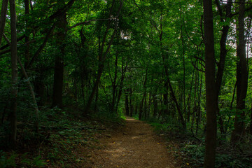 Fototapeta na wymiar Pathway in the Woods