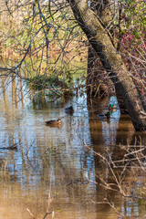 Mallard Ducks Swimming On The River In Fall In Wisconsin