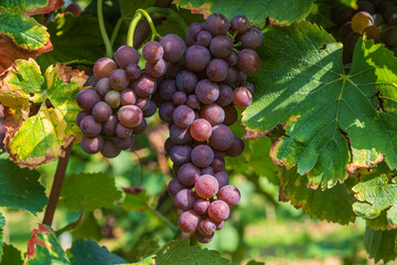 Fototapeta premium Close-up of blue ripe sweet juicy grapes on the vine in the vineyards near Stadecken-Elsheim/Germany in Rhineland-Palatinate