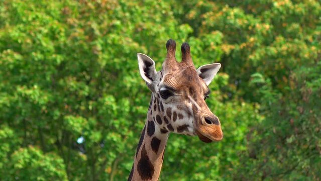 Portrait of walking and looking giraffe on the lush foliage background 4K. Calm scene in the fresh air, safari, park, nature, sunny day, real time, tele, close up, static scene, ultra hd. ProRes 422HQ