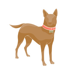 standing dark brown dog with dog-collar
