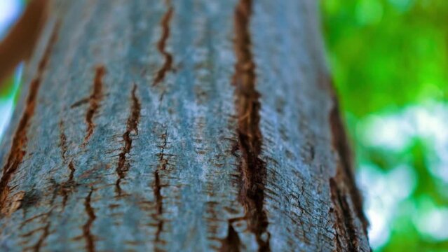 close up of a trunk