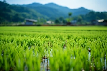 Fototapeta premium rice field