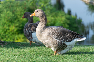 Naklejka na ściany i meble Gray goose walking along the road in park. Greylag geese is species of large in the waterfowl family anatidae. Domestic bird anser anser go pathway among greenery. Life poultry.