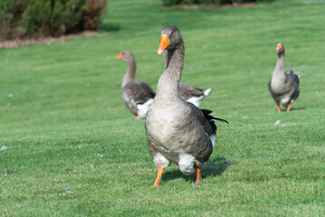 Gray goose walking along the grass in park. Greylag geese is species of large in the waterfowl family anatidae. Domestic bird anser anser go and grazing among green lawn. Life poultry.
