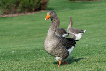 Gray goose walking along the grass in park. Greylag geese is species of large in the waterfowl family anatidae. Domestic bird anser anser go and grazing among green lawn. Life poultry.