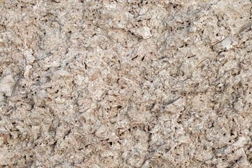 Rock from sedimentary shell rocks close-up, uniform texture background
