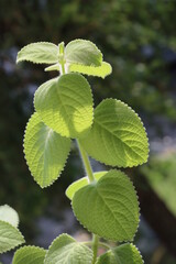 green aromatic leaves of plant  Plectranthus argentatus - African mint close up
