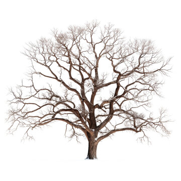 tree with no leaves on winter isolated on transparent background