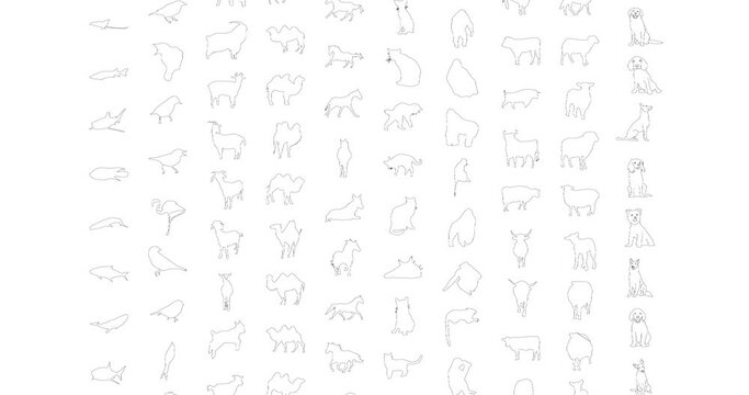 Animal