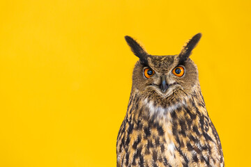 Owl closeup looking at the camera. One animal, nobody, concept for wildness and wildlife.