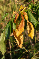 Sweet Cherry Leaf Infected with Blumeriella Jaapii